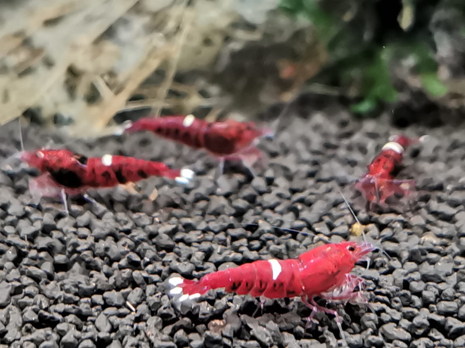 King Kong red high grade garnalen. Zeldzaam, slechts 50 stk, Kreeft, Krab of Garnaal