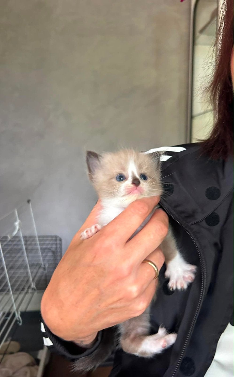 Raszuiver bicolor of blue point mitted  ragdoll kittens, Meerdere dieren