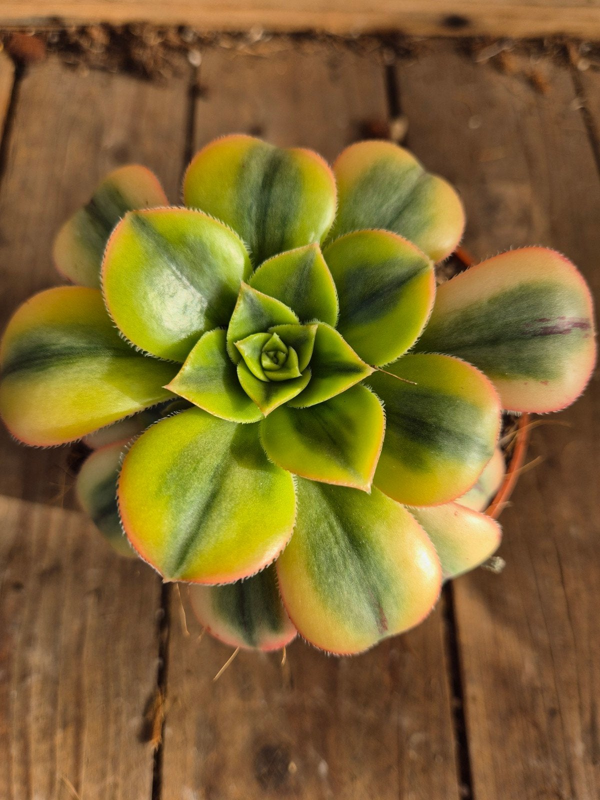 Aeonium p10 (3), Ophalen of Verzenden, Halfschaduw, Minder dan 100 cm