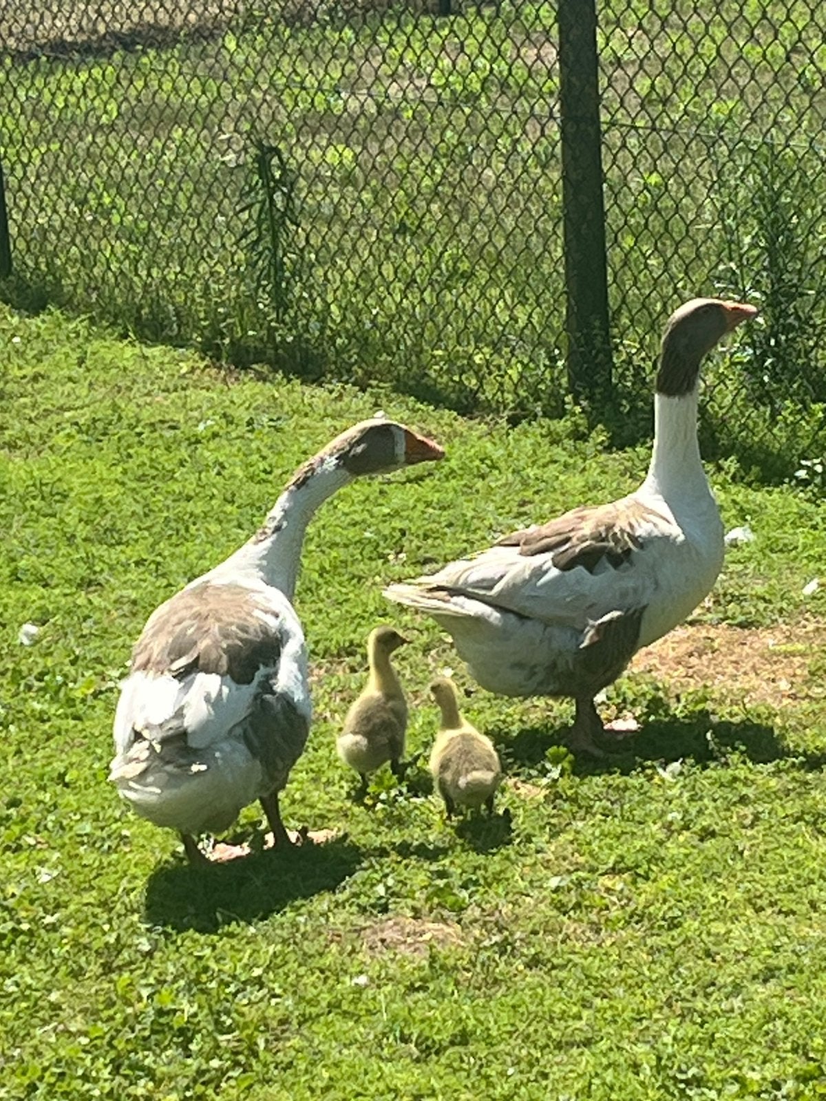 Ganzen, Dieren en Toebehoren, Pluimvee, Meerdere dieren, Gans of Zwaan