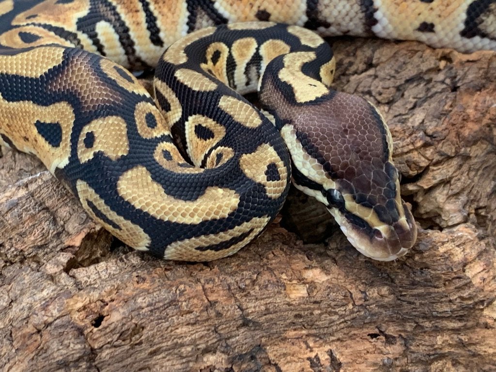 0.1 pastel 66% DH genetic stripe/clown python regius, Dieren en Toebehoren, Slang, 0 tot 2 jaar
