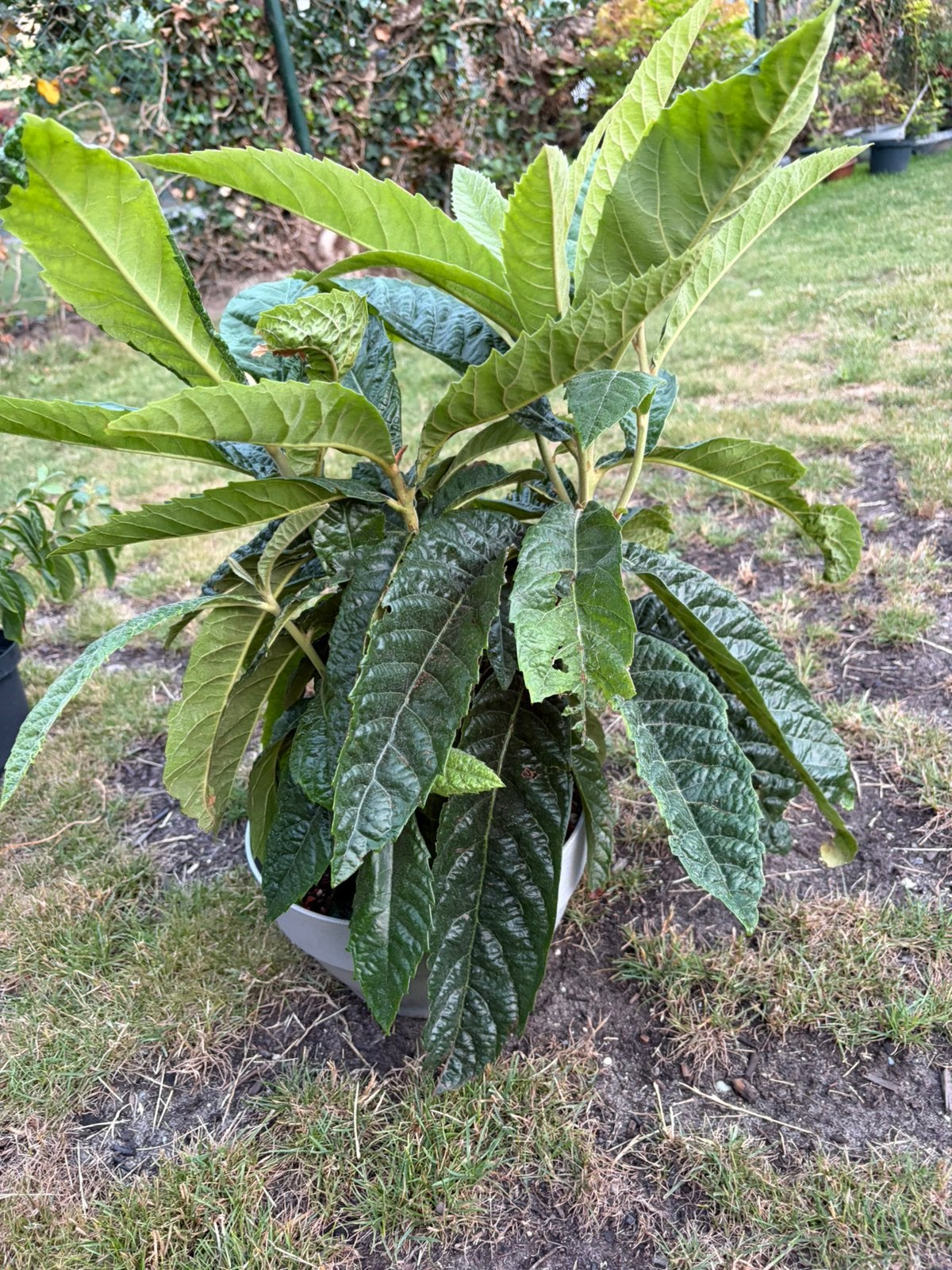 Japanse Mispel - loquat, Ophalen, Bloeit niet, Halfschaduw, Overige soorten