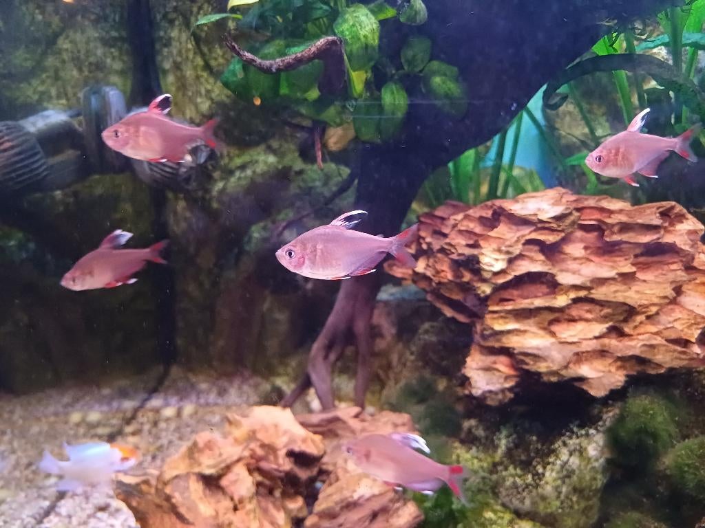Tetra Witvin, Vis, Zoetwatervis