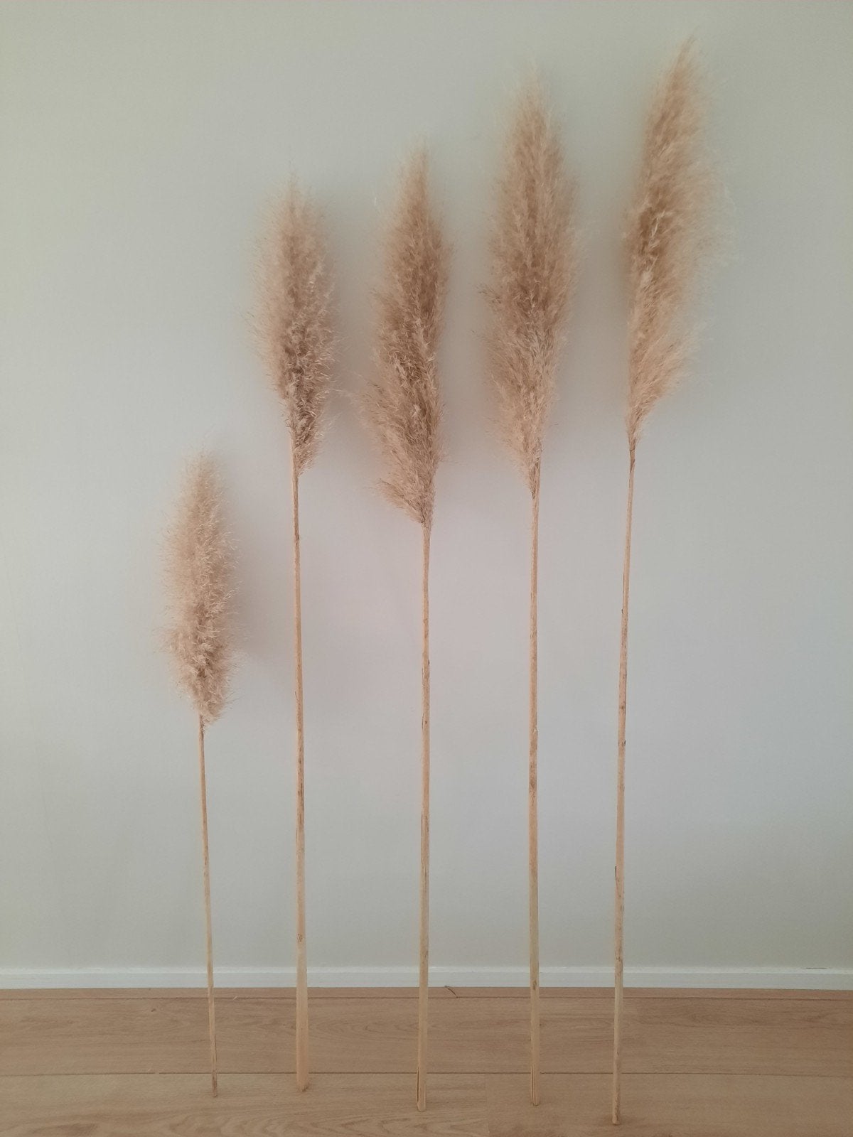 5 Pampas Pluimen - Decoratieve Gedroogde Bloemen, Beige, Boho, Ophalen of Verzenden, Zo goed als nieuw