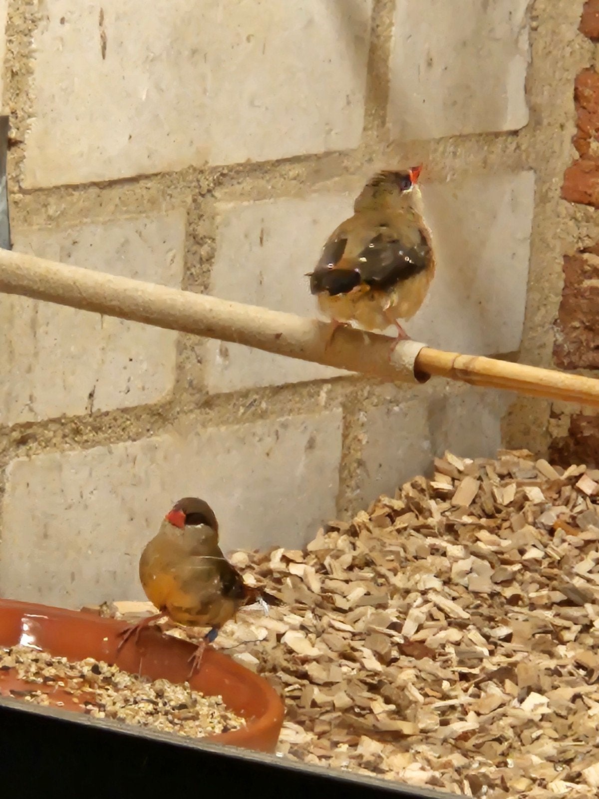 koppel tijgervinken uit 2025, Dieren en Toebehoren, Vogels | Overige Vogels, Meerdere dieren