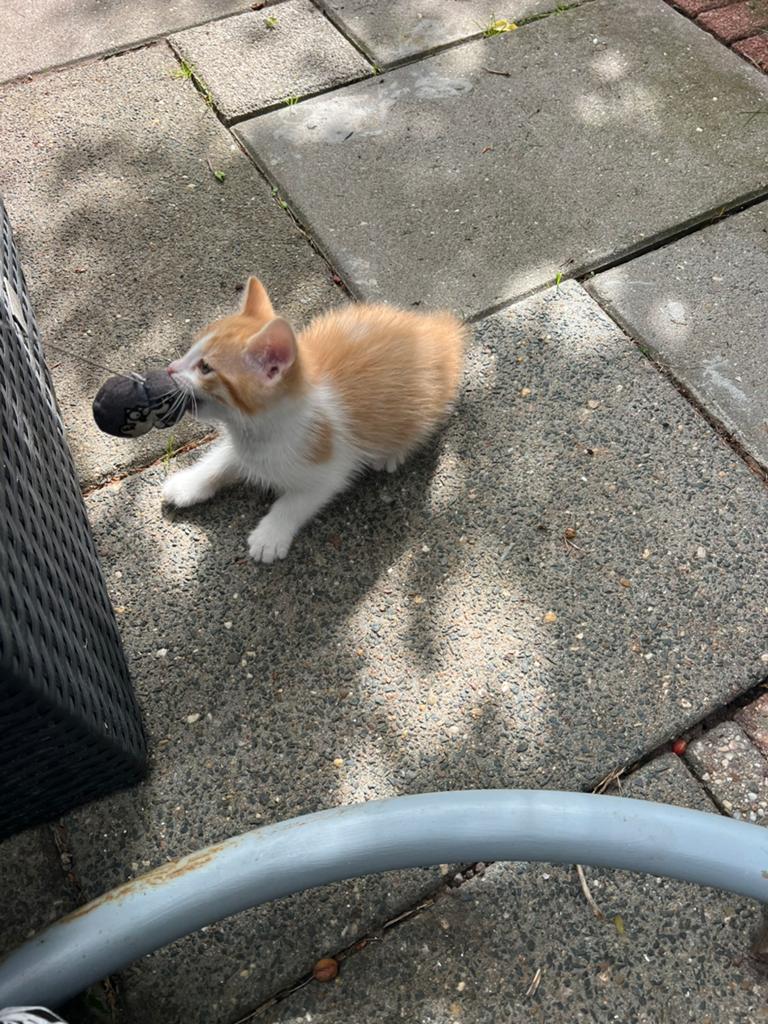 Kitten. 50€ p.kitten. (Zwart met wit is geresveerd ), Dieren en Toebehoren, Katten en Kittens | Overige Katten, Poes