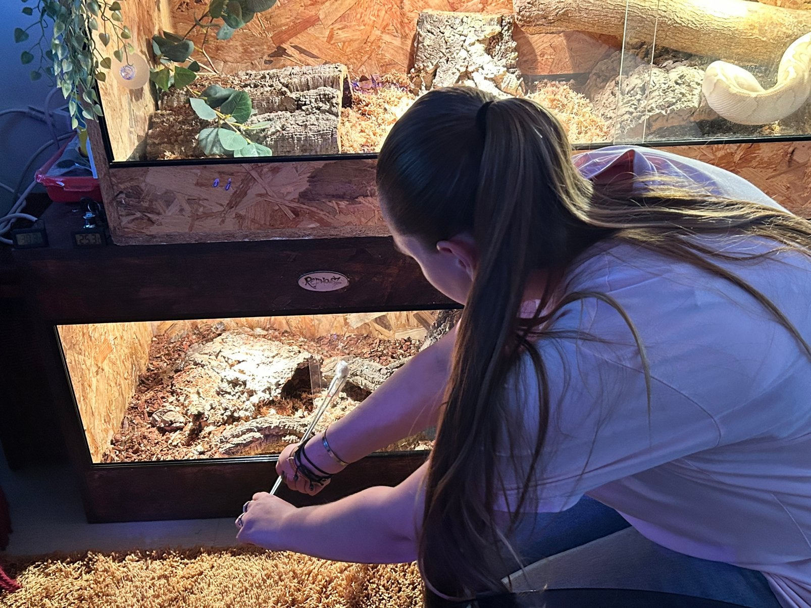 Snakes & Cookies Ball Python photo 3