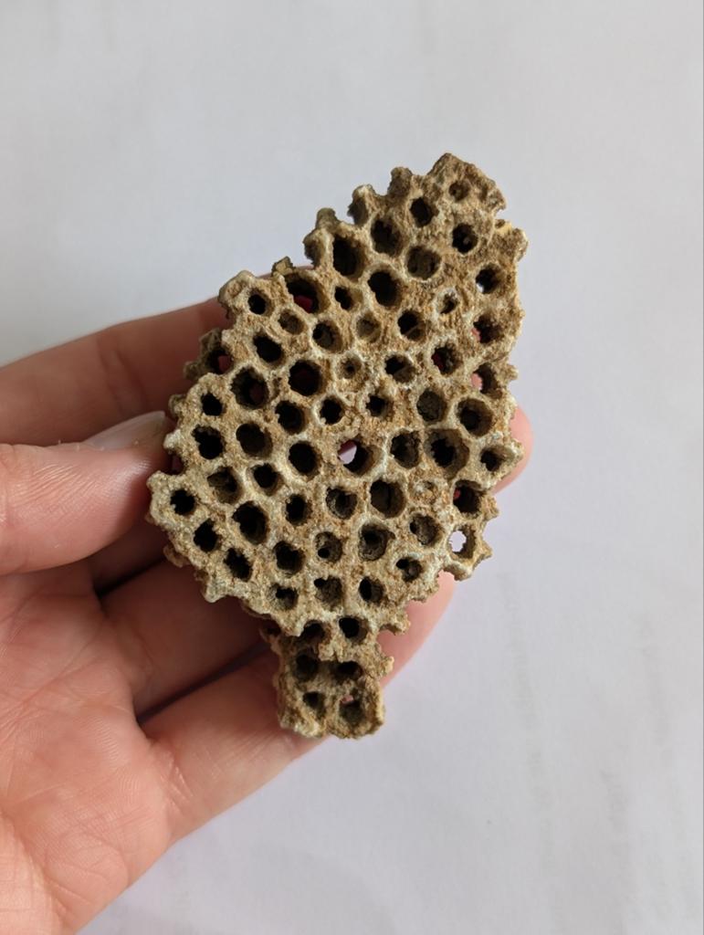 Versteend koraal fossiel, Verzamelen, Mineralen en Fossielen, Ophalen of Verzenden, Fossiel