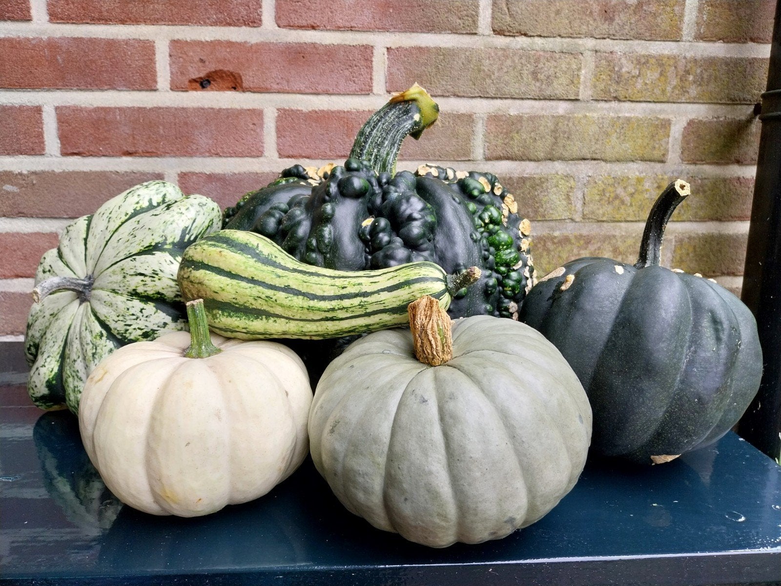 pompoenen en sierkalebassen te koop, Ophalen, Nieuw