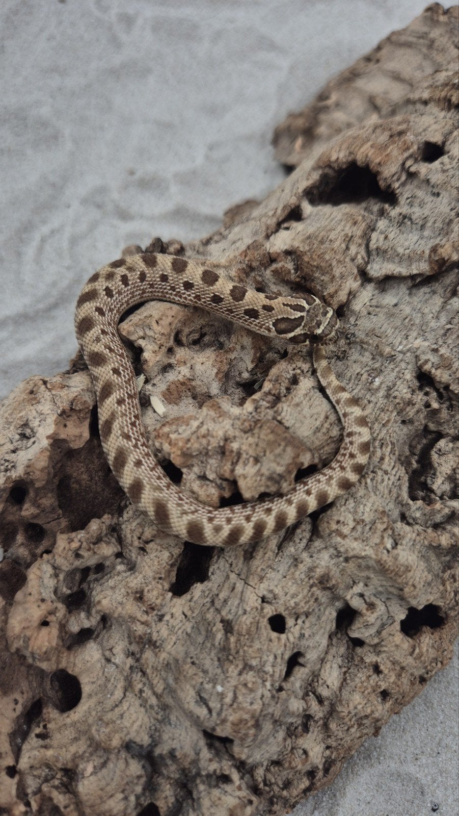 Haakneusslang het snow Hognose Snake photo 5
