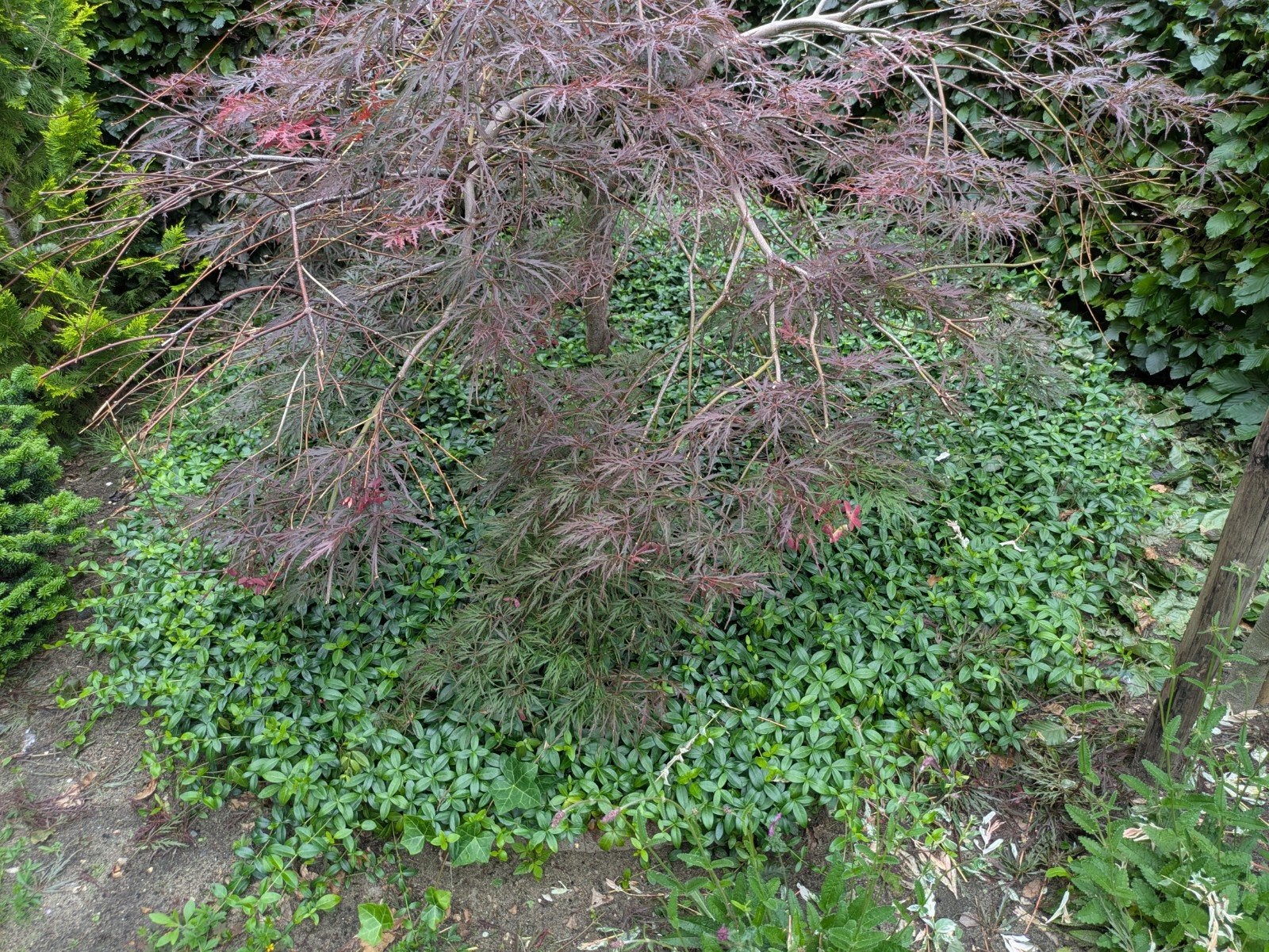 Leuke bodembedekker, maagdenpalm planten., Ophalen, Vaste plant, Overige soorten