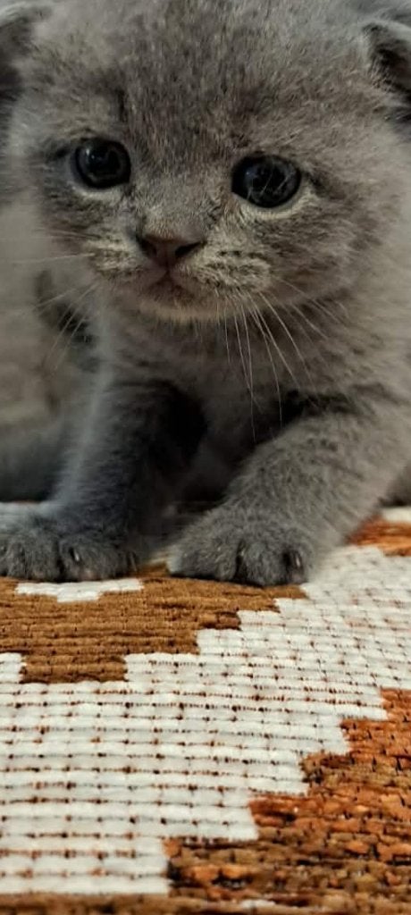 Britse korthaar kittens, Dieren en Toebehoren, Katten en Kittens | Raskatten | Korthaar, Meerdere dieren, 0 tot 2 jaar, Ontwormd