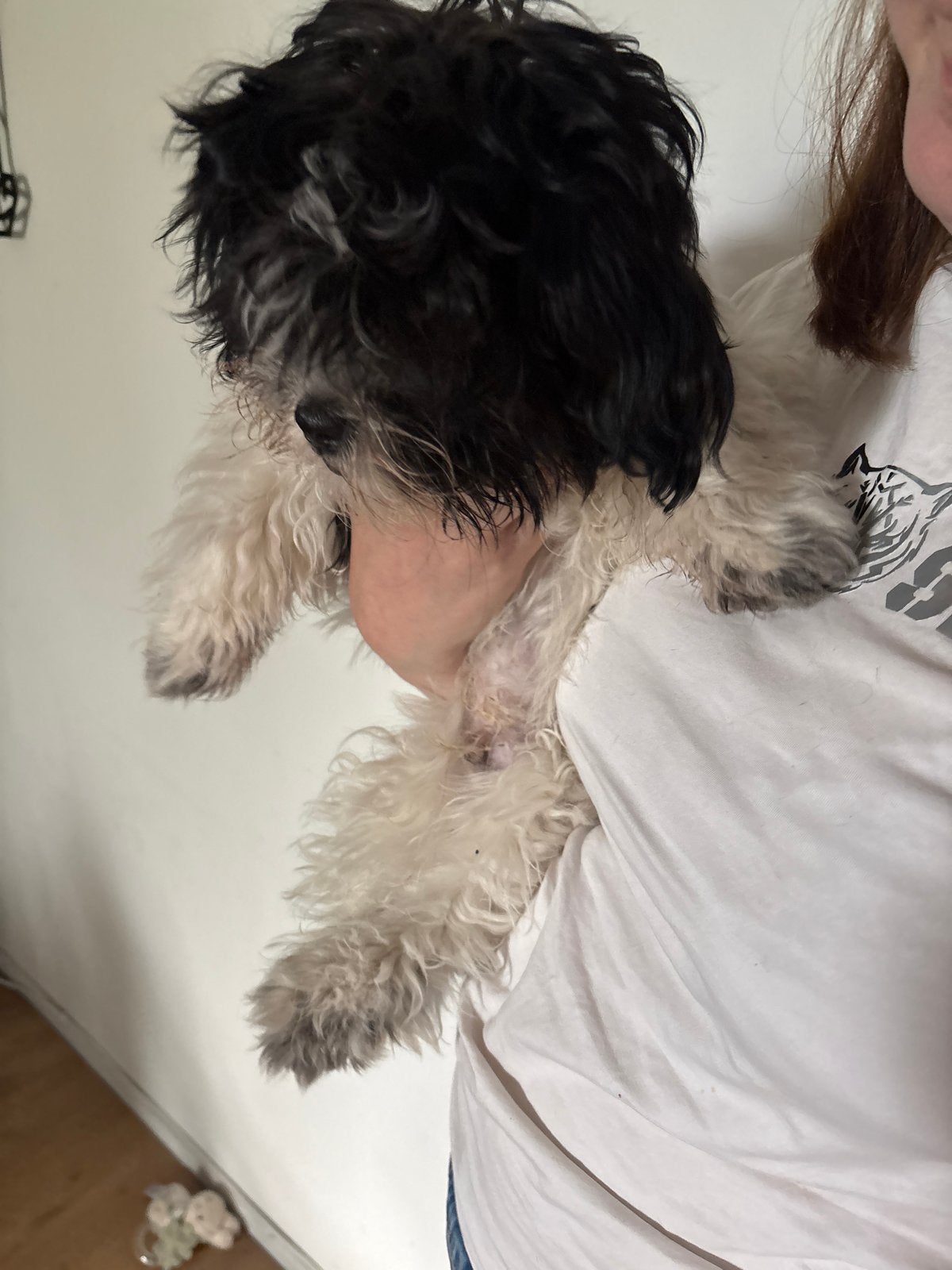 Boomer pup, 15 weken tot 1 jaar, Reu, Eén hond, Klein