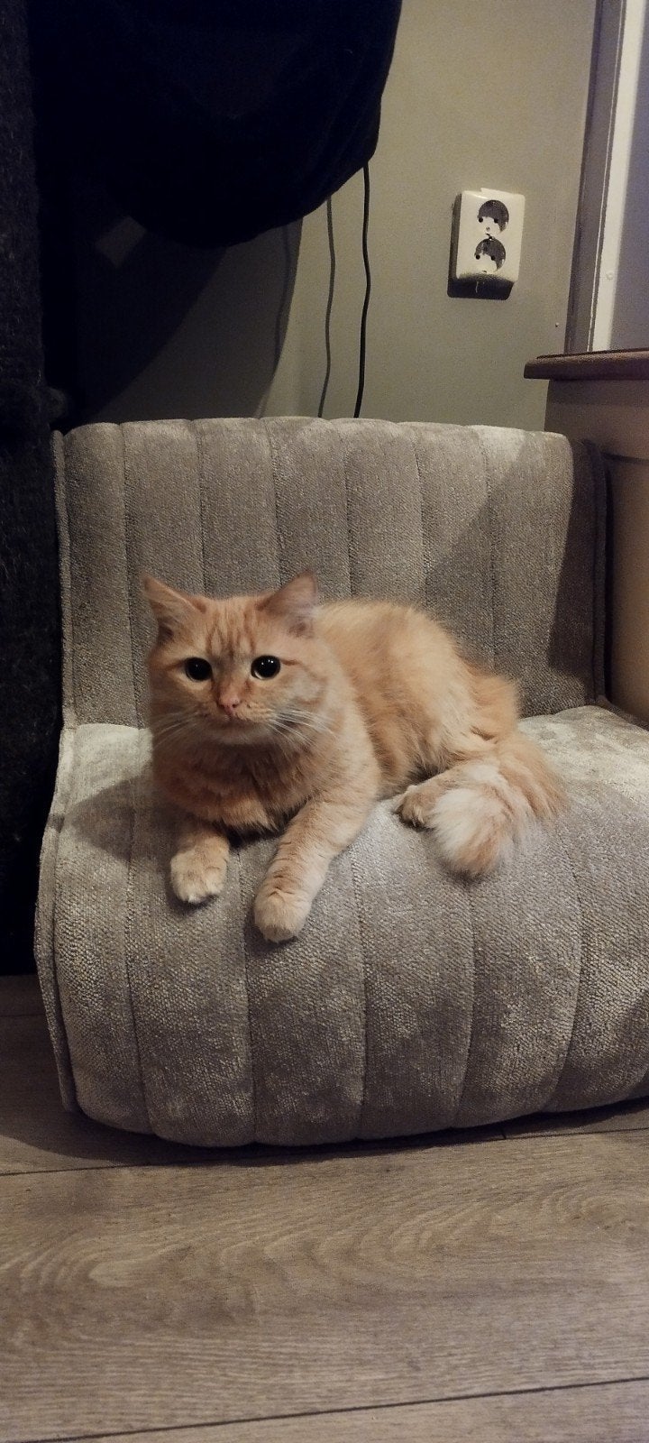 Gezocht : vermist sinds 7 augustus., Dieren en Toebehoren, Kat