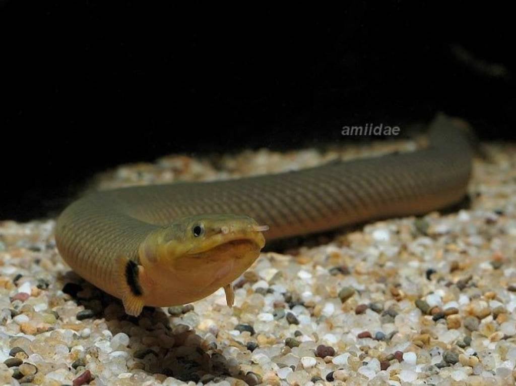 wimpelaal 20cm roofvis te koop, Dieren en Toebehoren, Vissen | Aquariumvissen, Vis, Zoetwatervis