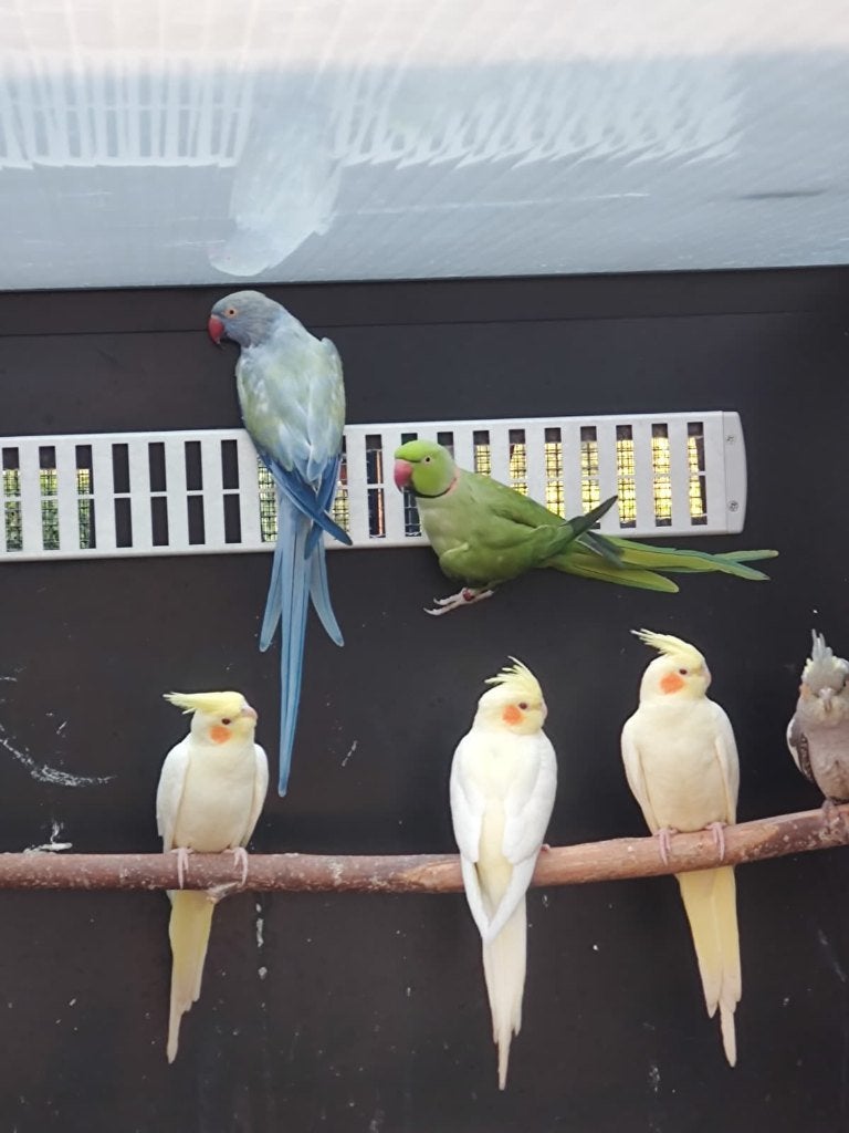 Mooi broedkoppel halsbandparkiet split witkopwitstaart, Meerdere dieren, Parkiet, Geringd
