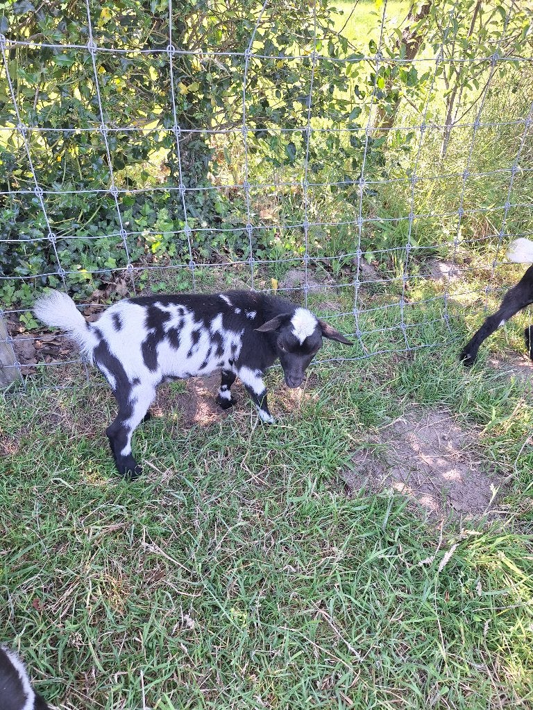 Dwerggeit Bok hoornloos, Dieren en Toebehoren, Mannelijk, Geit, 0 tot 2 jaar