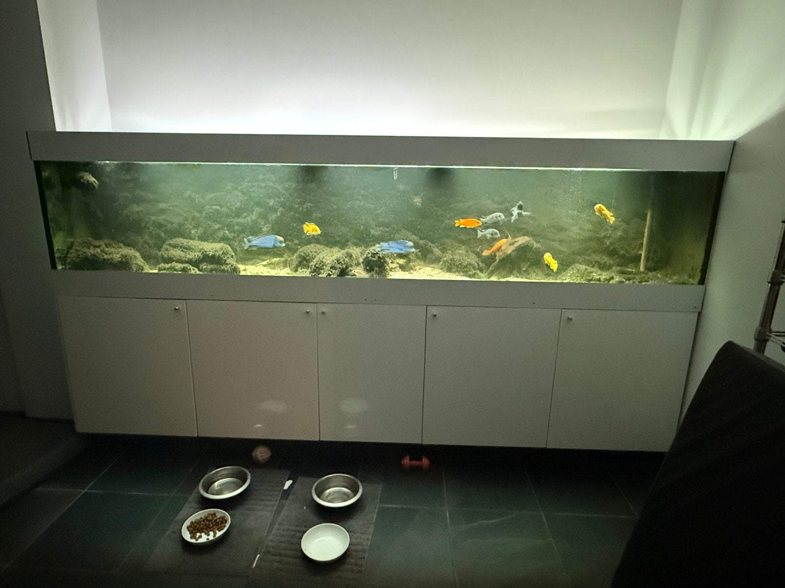 aquarium Malawi 290x60x60, Ophalen, Inclusief vissen, Gebruikt, Gevuld zoetwateraquarium