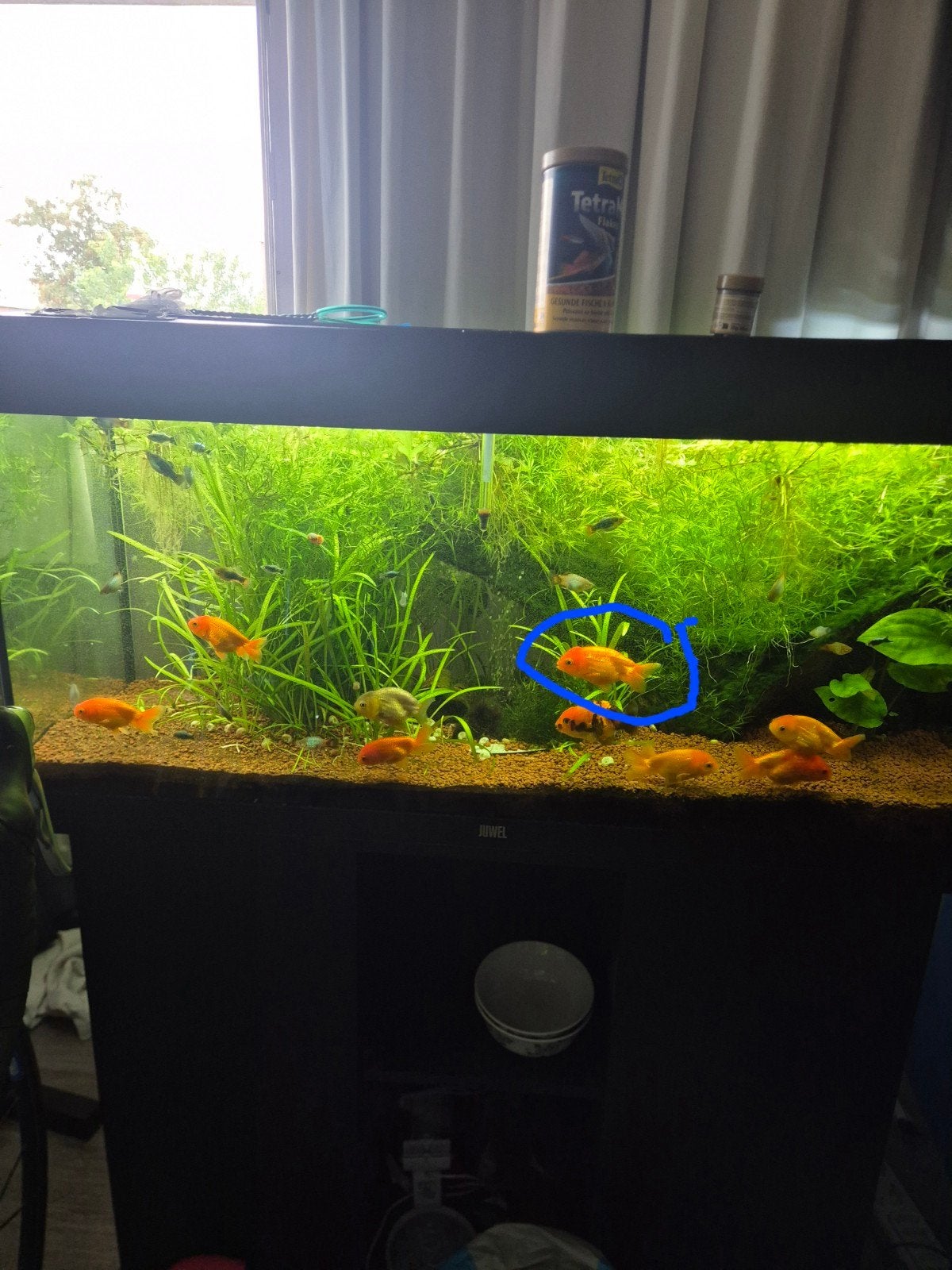 Ranch-of buffelruggoudvissen, Dieren en Toebehoren, Vissen | Aquaria en Toebehoren, Ophalen, Overige typen