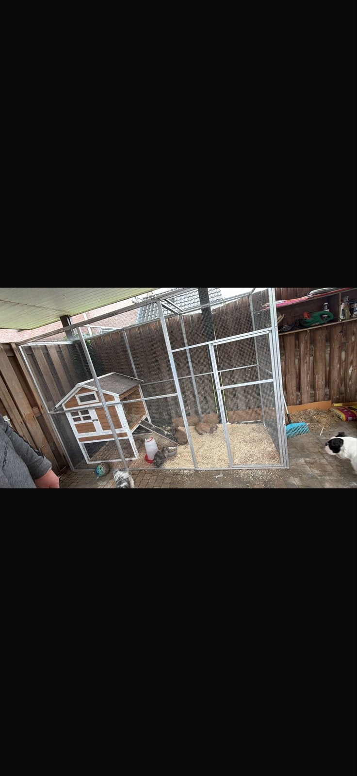Gratis konijnen met hok, Meerdere dieren, Middelgroot, Hangoor, 0 tot 2 jaar