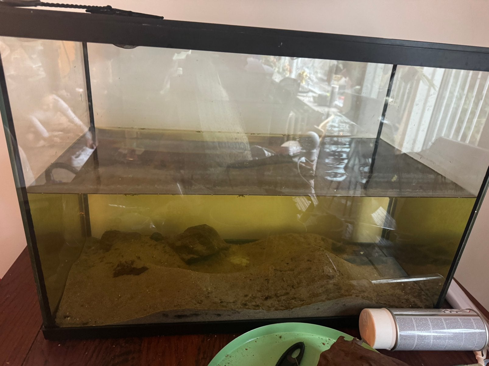 100L aquarium met pleco, Dieren en Toebehoren, Ophalen, Gebruikt