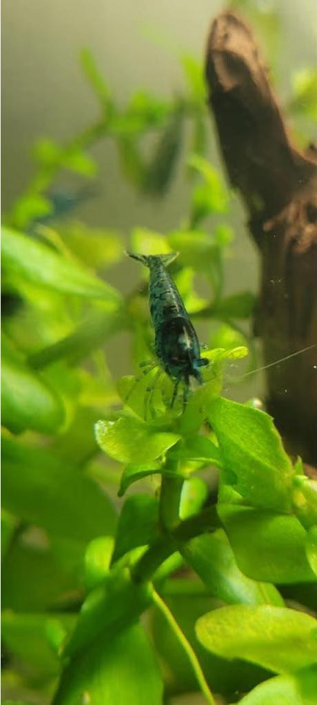 Blue Dream Garnalen 🦐 10 voor 10,-!, Dieren en Toebehoren, Vissen | Aquariumvissen, Kreeft, Krab of Garnaal, Zoetwatervis