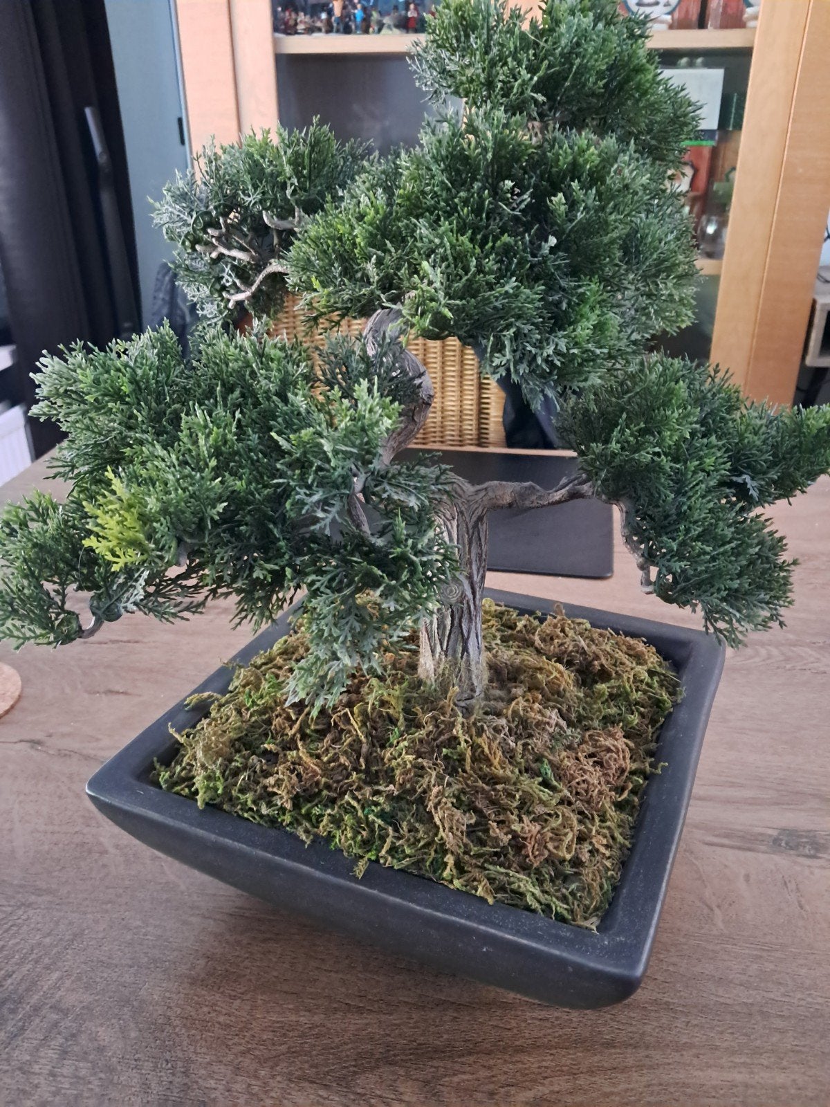 Kunst bonsai boom, Ophalen