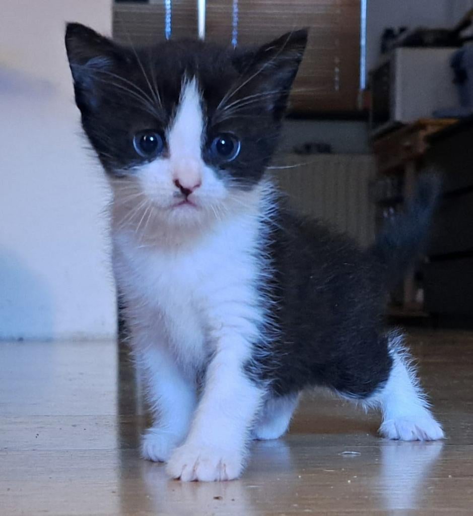Laatste kitten, Poes, Kortharig, 0 tot 2 jaar