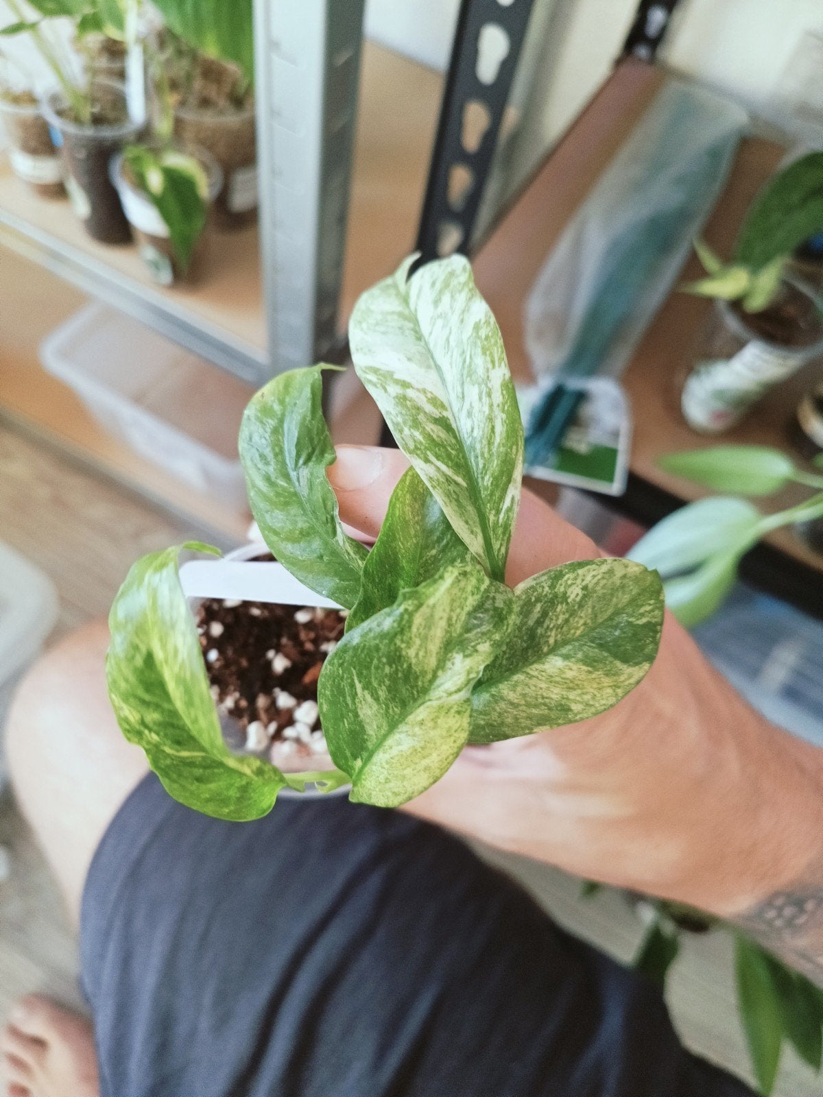 Rhaphidofora puberula variegata, Ophalen of Verzenden