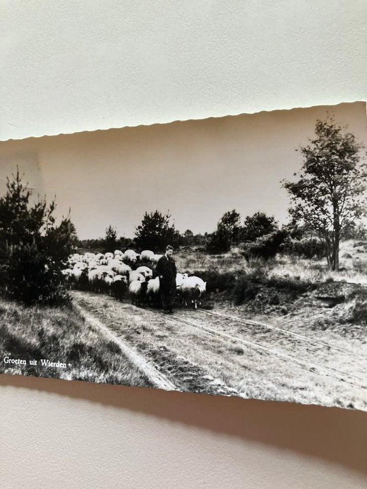Oude Ansichtkaart Wierden: Herder met Schaapskudde, Verzamelen, Ansichtkaarten | Nederland, Gelopen, 1960 tot 1980, Ophalen of Verzenden