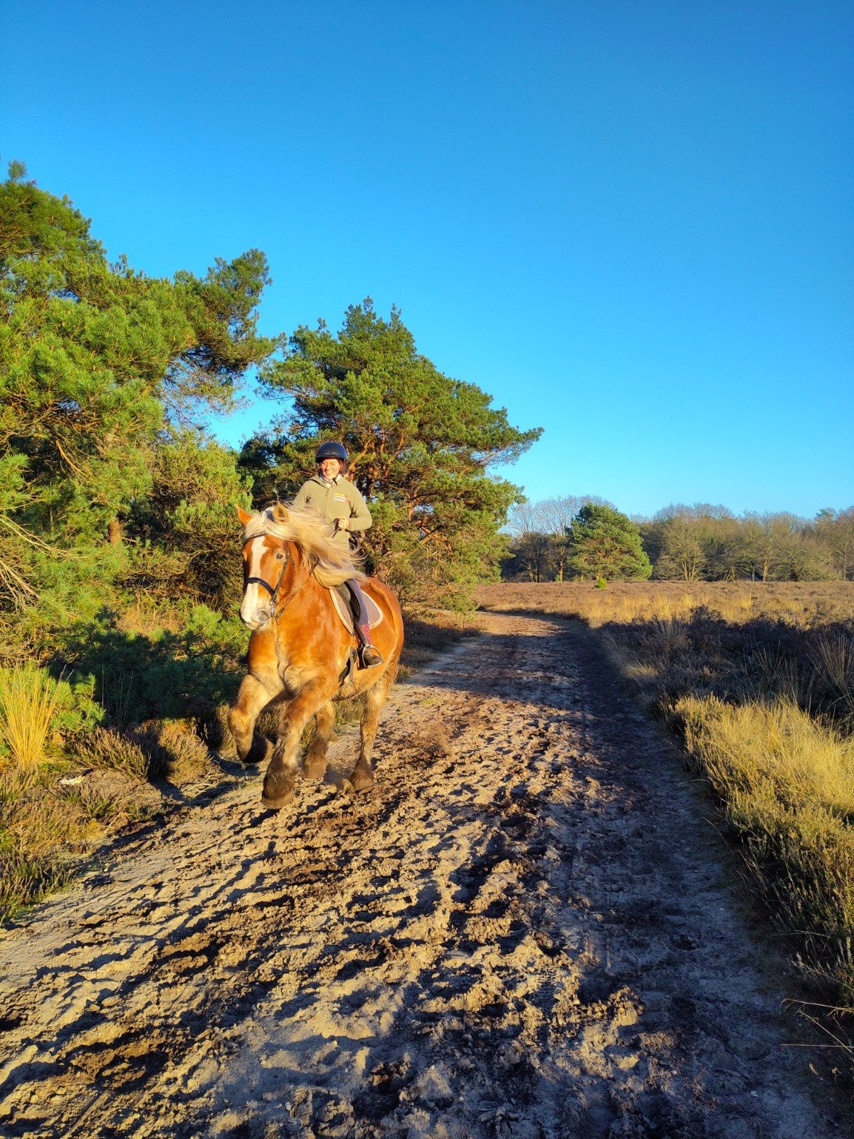 Te koop: Breton's trekpaard, Merrie, Zadelmak, Recreatiepaard, 11 jaar of ouder
