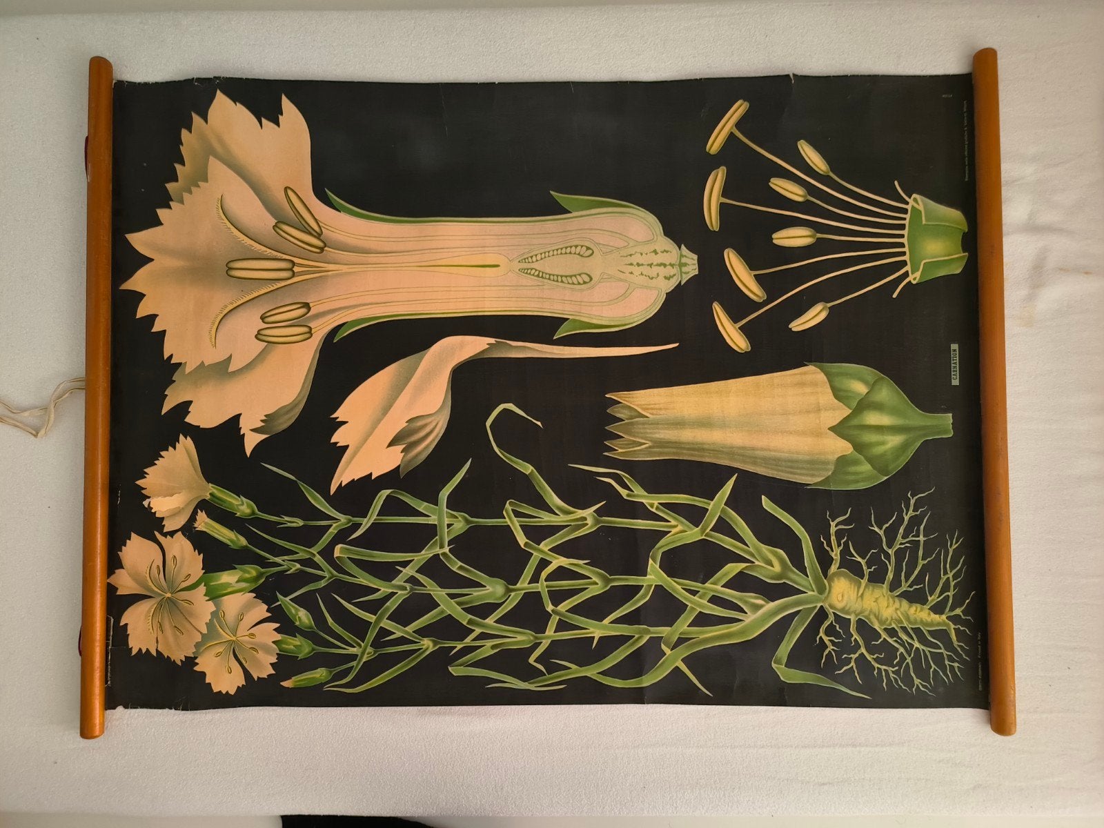 Vintage botanische schoolplaat – Carnation / Anjer, Antiek en Kunst, Ophalen