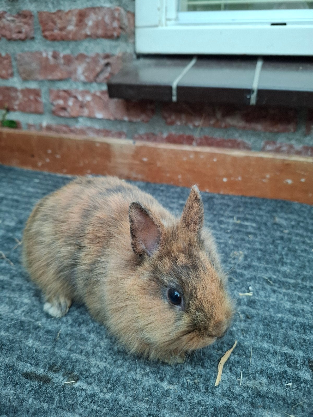 Jonge dwergkonijntjes/kleurdwergen, Dieren en Toebehoren, Konijnen, Meerdere dieren, Dwerg