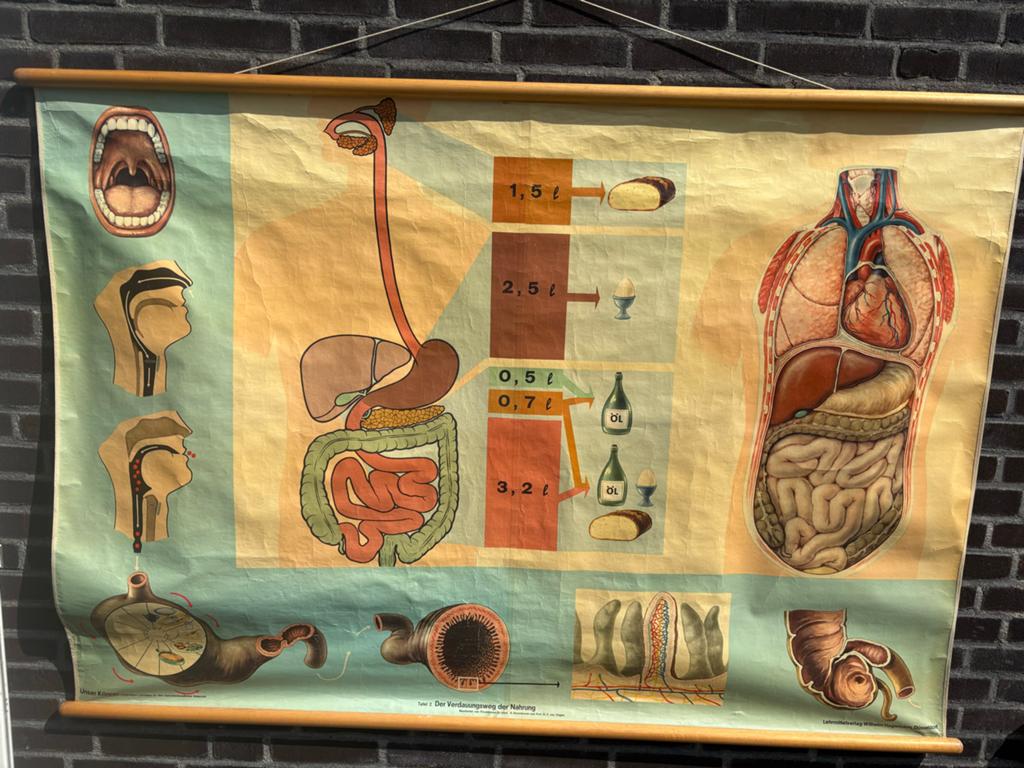 Mooie oude schoolposter, Verzamelen, Retro, Ophalen, Huis en Inrichting