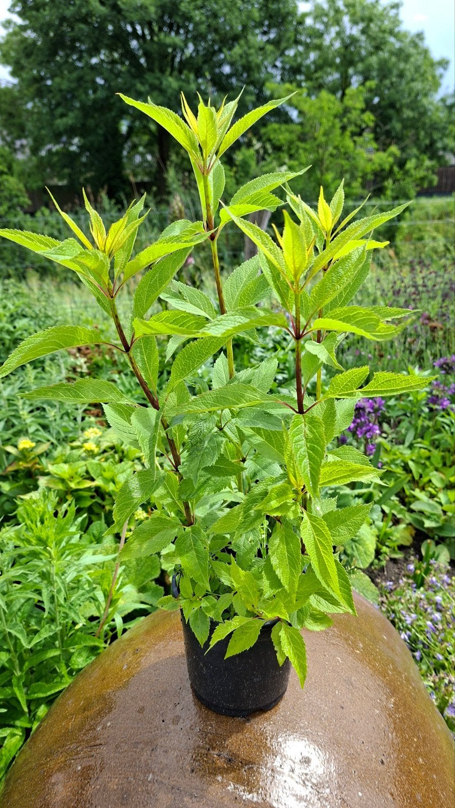 Koninginnekruid Eupatorium in pot., Ophalen, Overige soorten, Volle zon