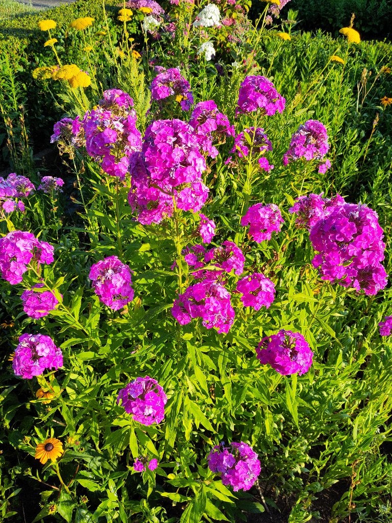 phlox, Tuin en Terras, Volle zon, Vaste plant, Zomer, Ophalen