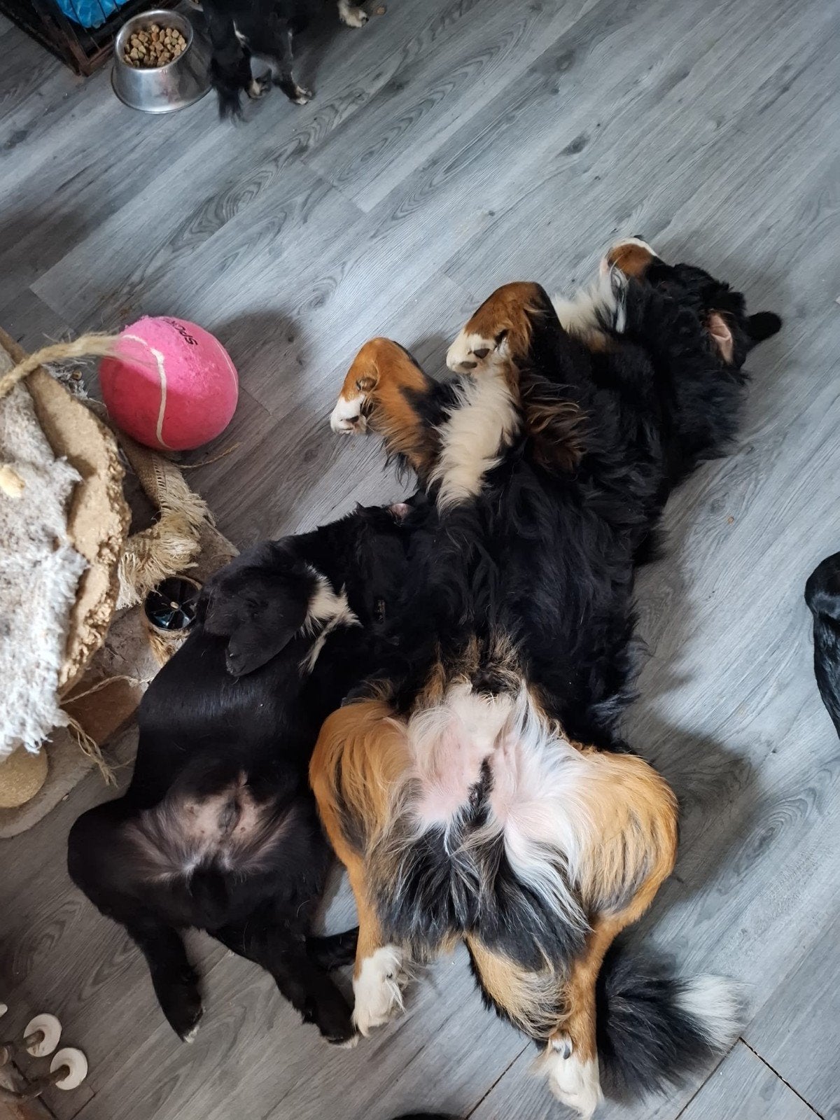 BOULAB PUPS, Dieren en Toebehoren, 8 tot 15 weken, Groot, Meerdere, Meerdere dieren