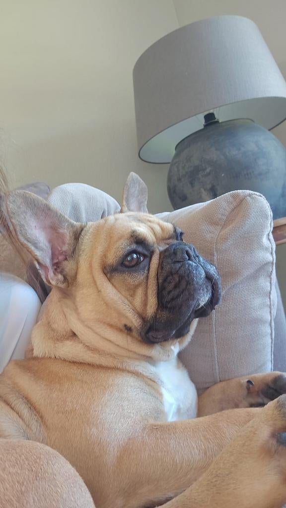 Franse bulldog teef 1.5 jaar, Dieren en Toebehoren, Honden | Bulldogs, Pinschers en Molossers, Parvo, 1 tot 2 jaar, Teef, Bulldog