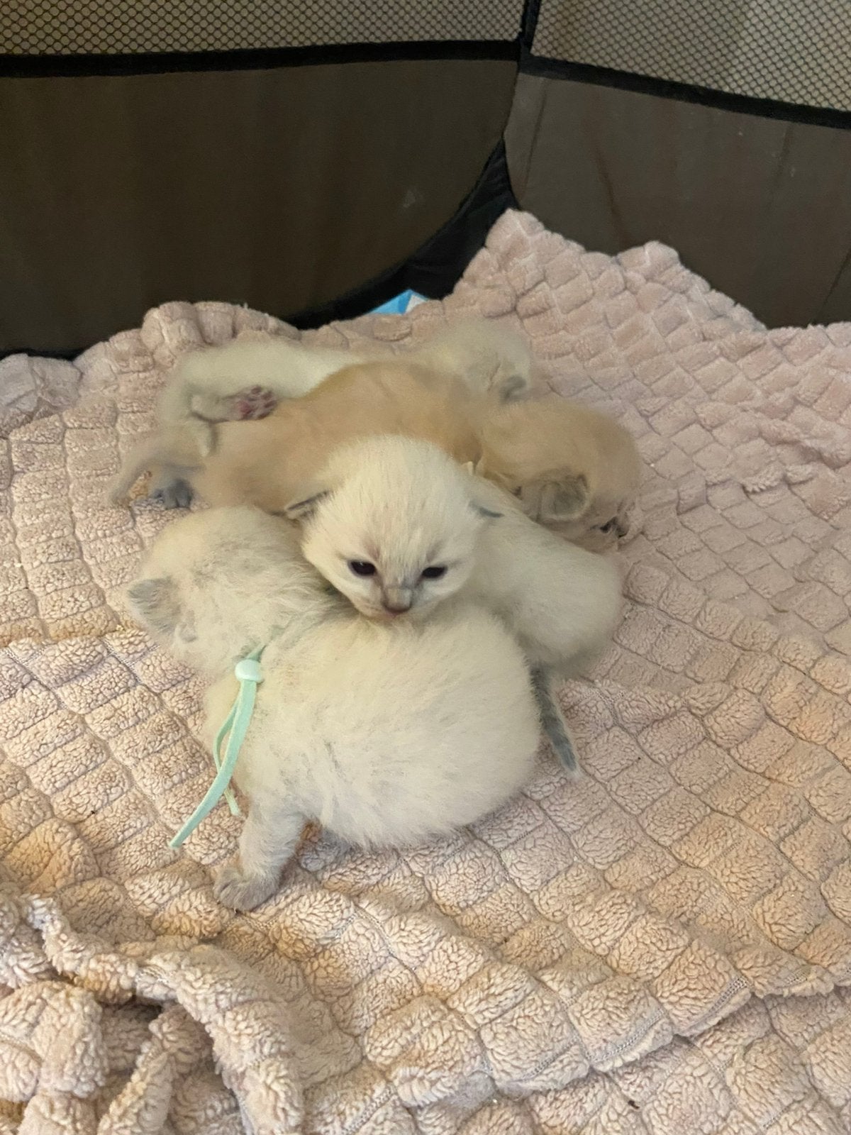 Mooie Ragdoll kittens, Meerdere dieren, Ontwormd, 0 tot 2 jaar