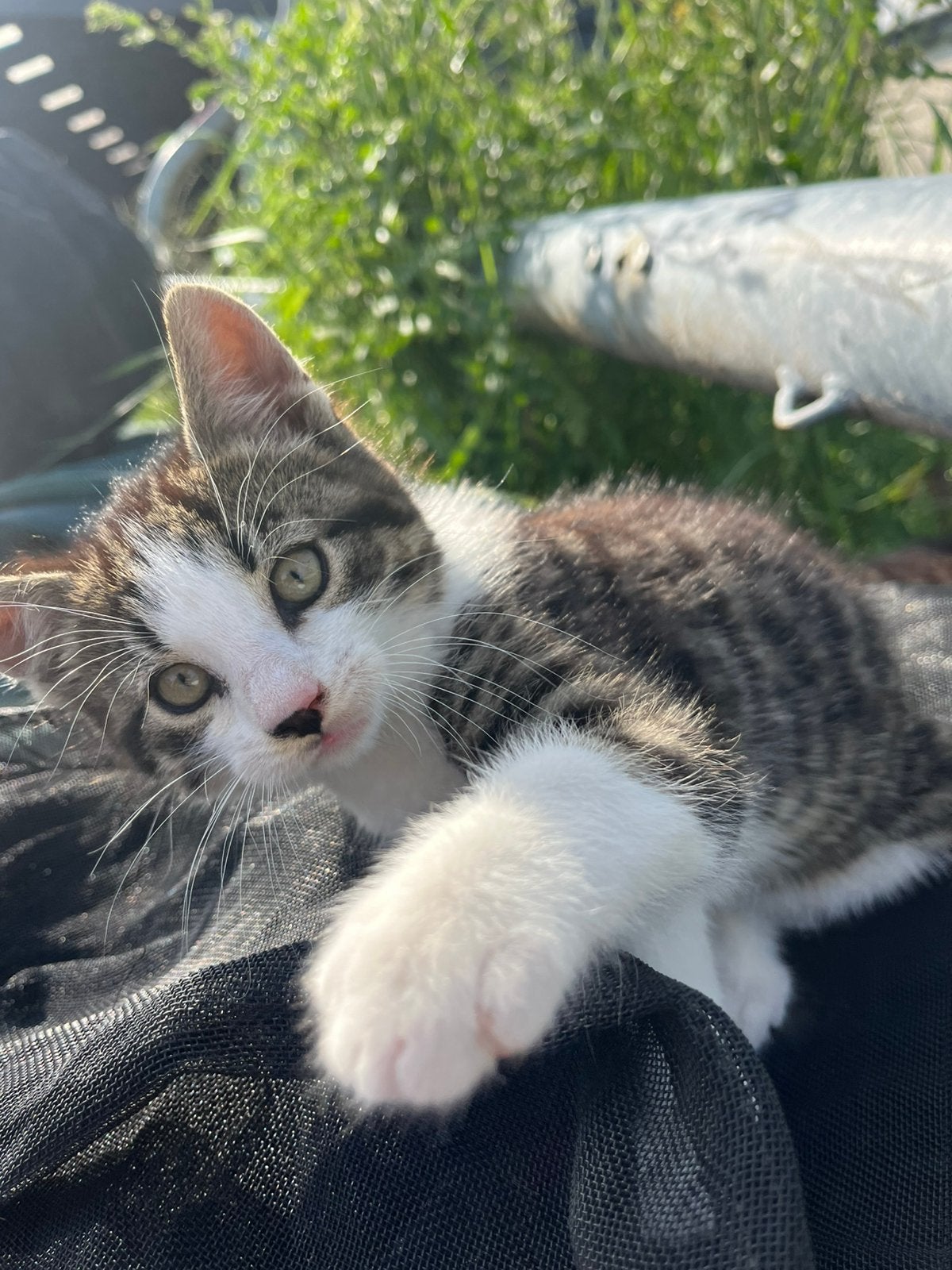 Katertje, Dieren en Toebehoren, Kater