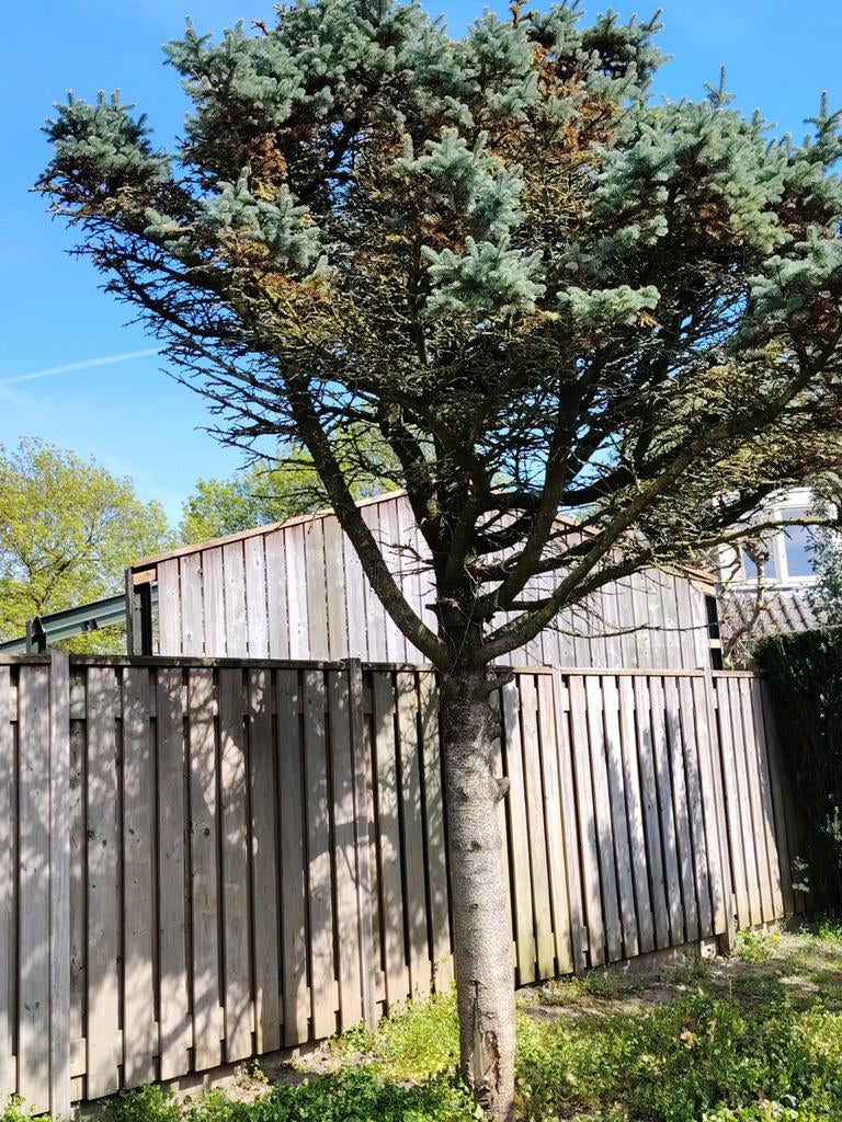 Cedrus Atlantic, Atlascedar, Ophalen of Verzenden, Volle zon, Overige soorten