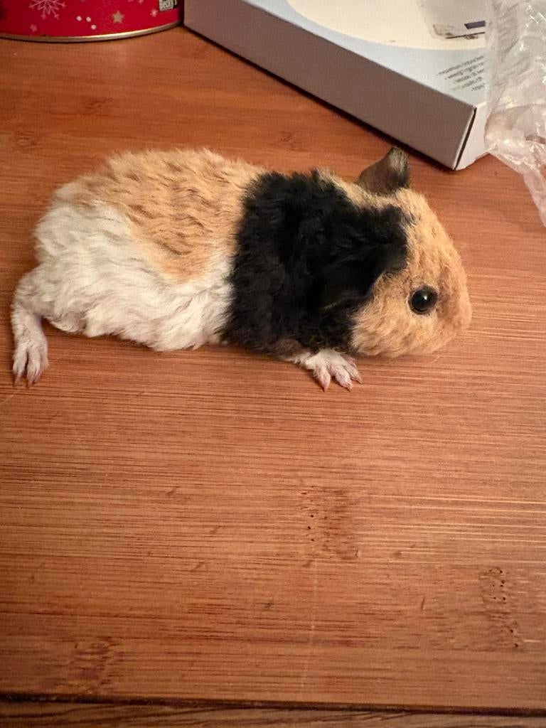 Cavia beertje US teddy, Dieren en Toebehoren, Knaagdieren, Cavia, April, Mannelijk, Tam