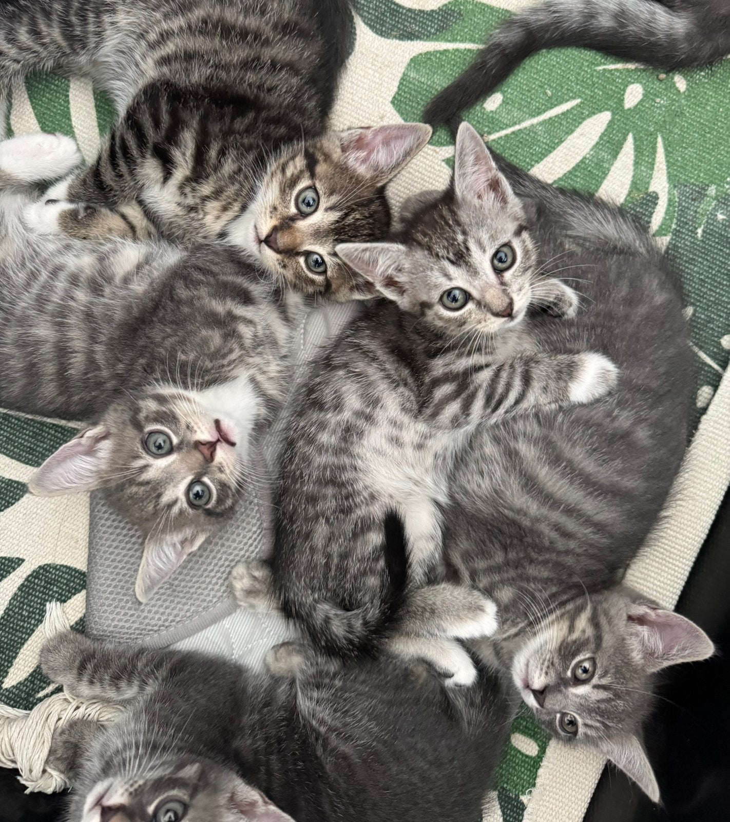 Europees korthaar kittens - bijna 10 weken, Dieren en Toebehoren, Katten en Kittens | Overige Katten, Kortharig, Meerdere dieren