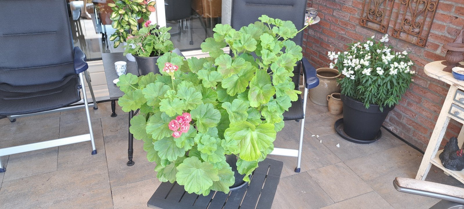 Geranium met roosjesvormige bloemen, Volle zon, Vaste plant, Zomer, Ophalen
