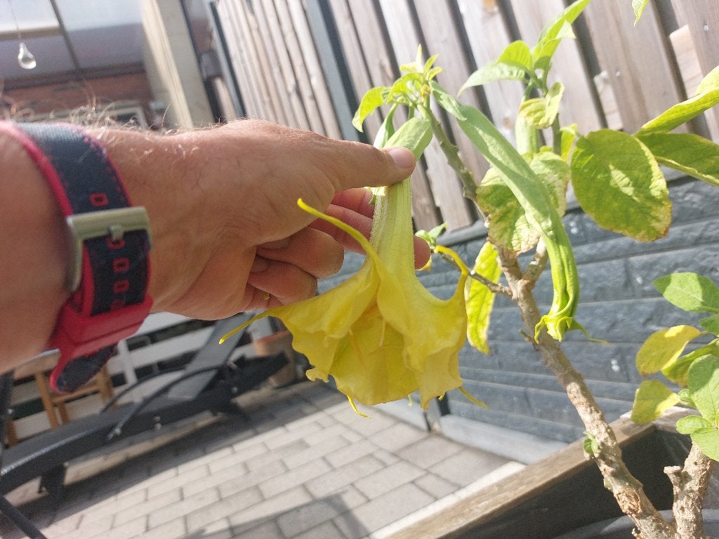 Mooie brugmansia steks/planten, Ophalen, Overige soorten, Halfschaduw