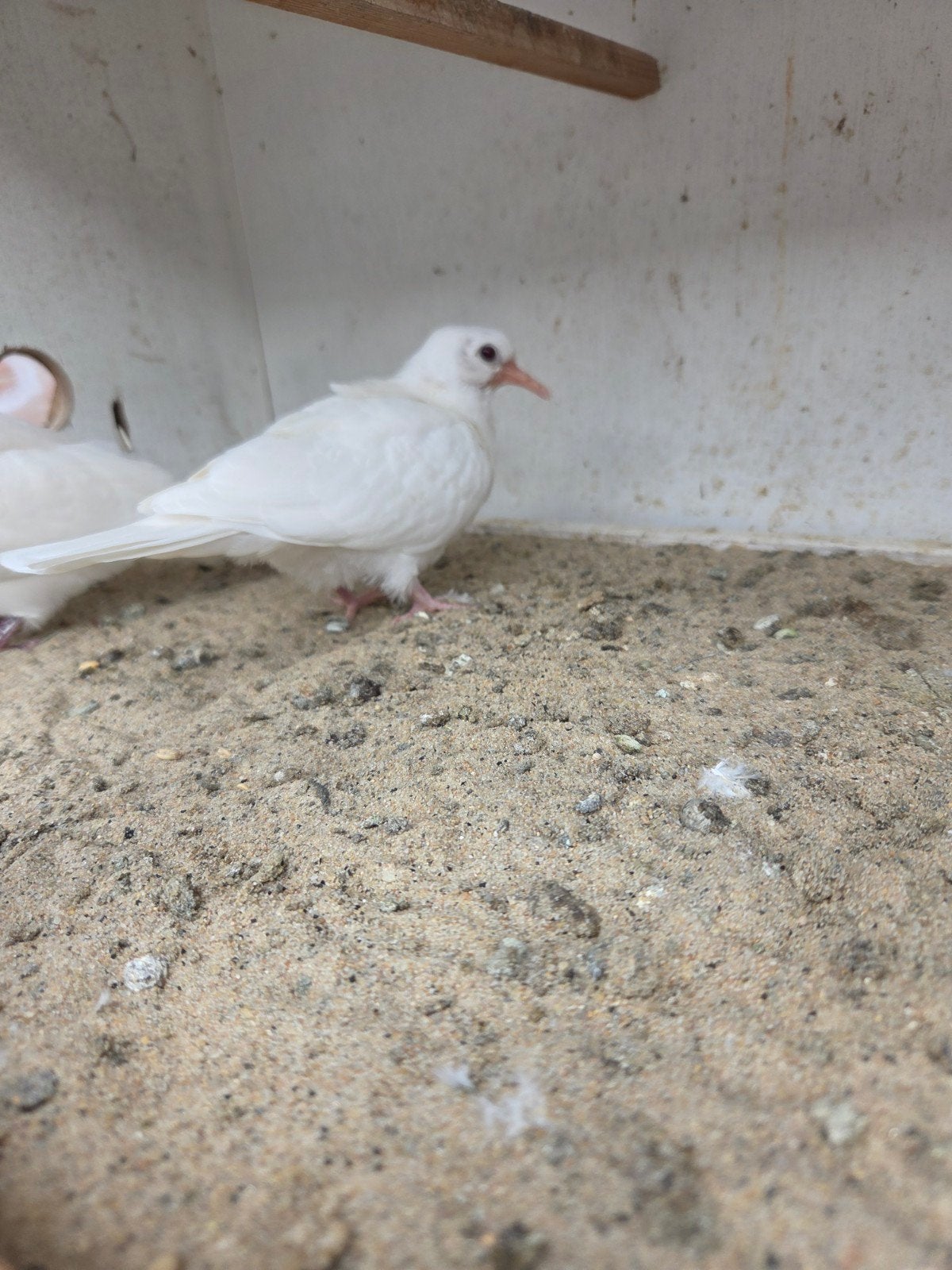 Jong lachduifje, Dieren en Toebehoren, Vogels | Overige Vogels