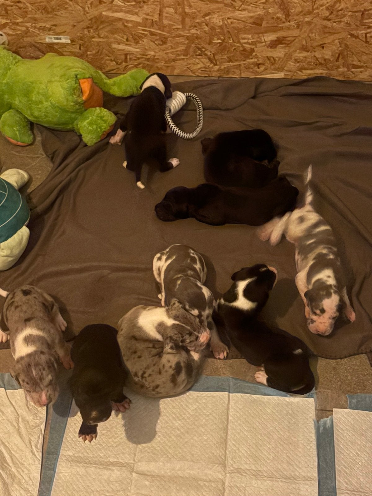 duitse dog pups, 8 tot 15 weken, Parvo, Eén hond, Nederland