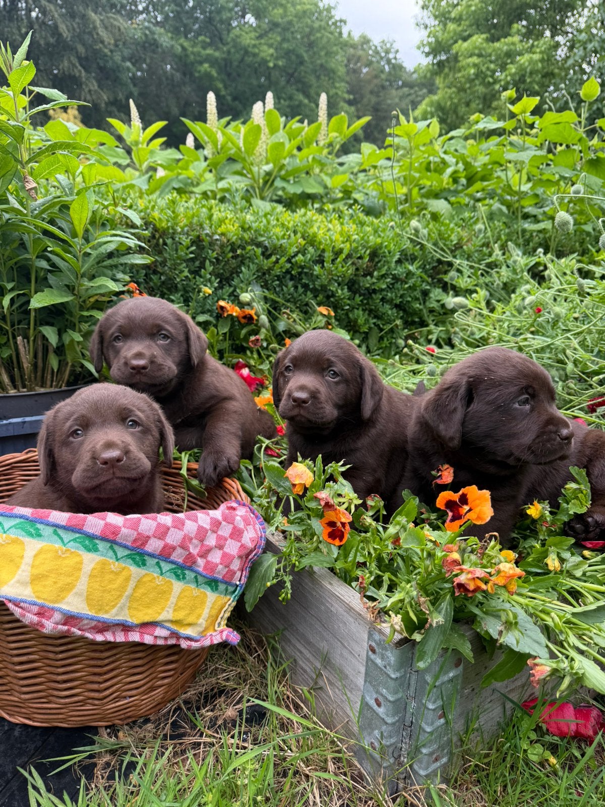 Prachtige lieve labrador pups te koop!, Dieren en Toebehoren, Honden | Retrievers, Spaniëls en Waterhonden, 8 tot 15 weken, Labrador retriever