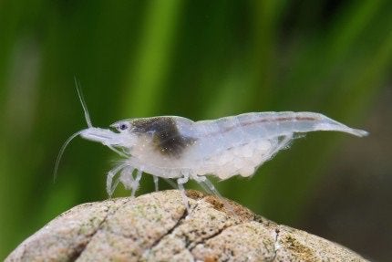 Neocaridina Snowball/White Pearl garnalen, Dieren en Toebehoren, Vissen | Aquariumvissen, Kreeft, Krab of Garnaal, Zoetwatervis