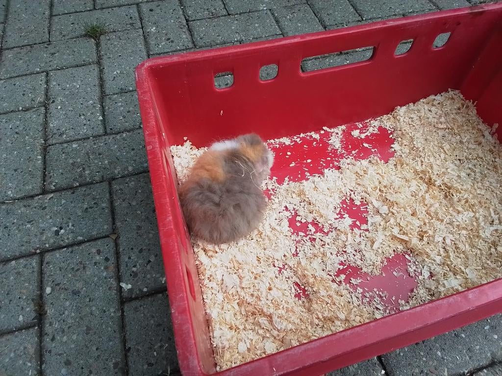 Te koop cavia, Ophalen of Verzenden, Nieuw